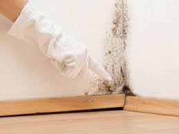 Professional Mold Removal & Remediation in Ocean Springs, MS